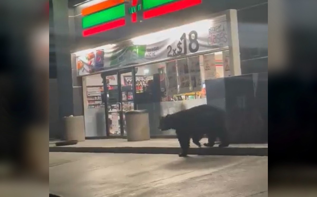 El animal fue visto por vecinos cerca de una zona habitacional. | Cortesía