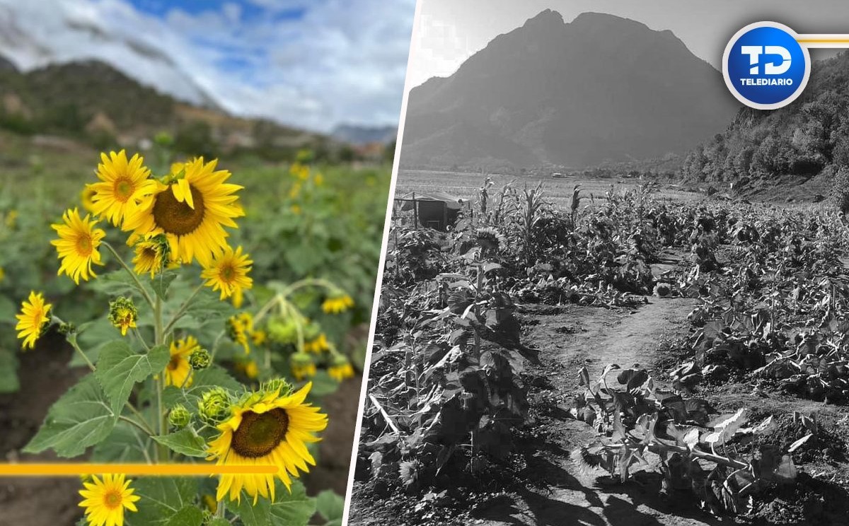 Destruyen sembradio de girasoles de Santiago, Nuevo León │ Telediario.