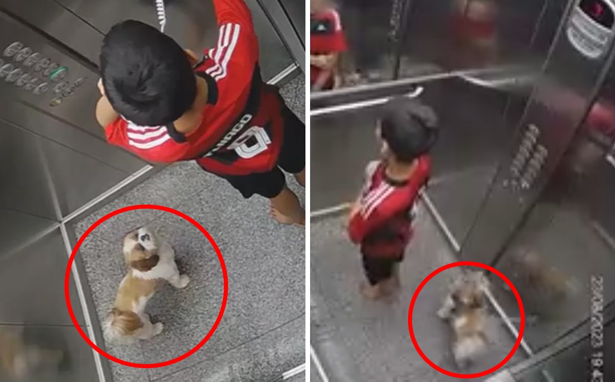 Niño que salvó a su perro de ahorcarse en un elevador / Especial