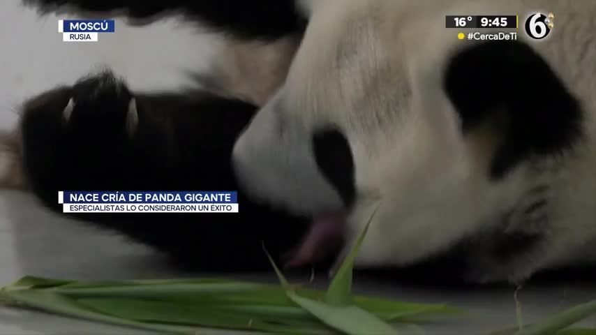 Nace cría de panda gigante en Moscú, Rusia