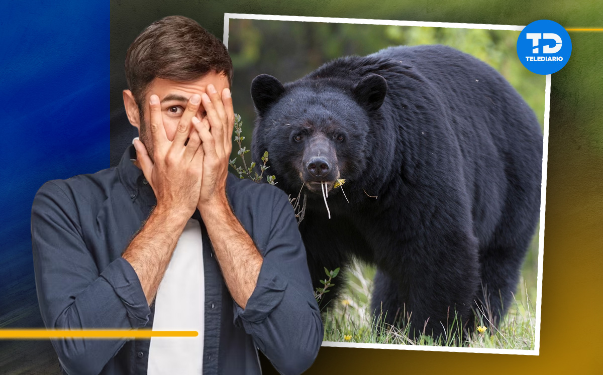Qué hacer si veo un oso en Monterrey | National Geographic