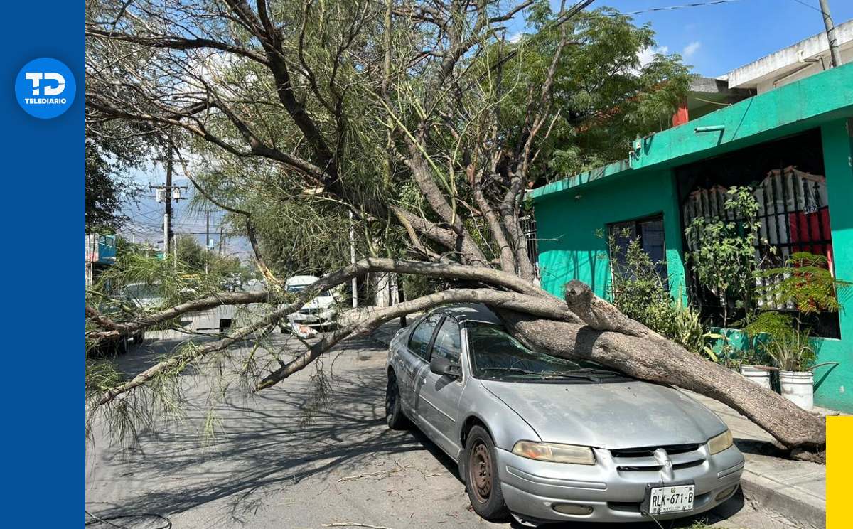 Árbol cae sobre carro tras las lluvias en colonia Progreso | Pedro Delgado