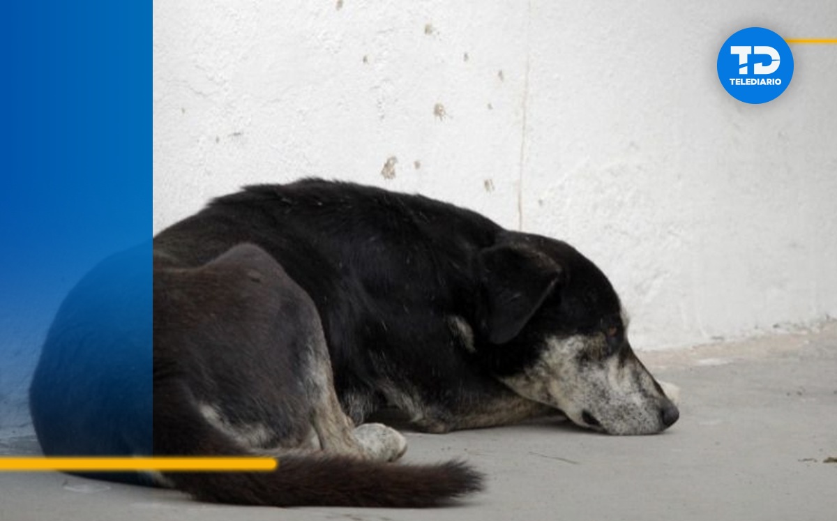 Gobierno de Puebla denuncia a responsable de ahorcar a una perrita en Tepanco de López | Agencia Enfoque