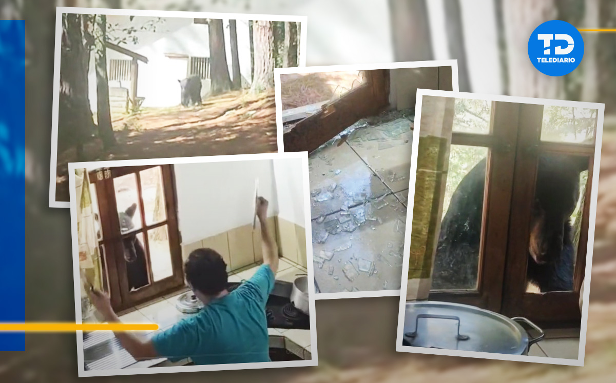 Oso destroza ventana de una cabaña en Santiago, NL | VIDEO