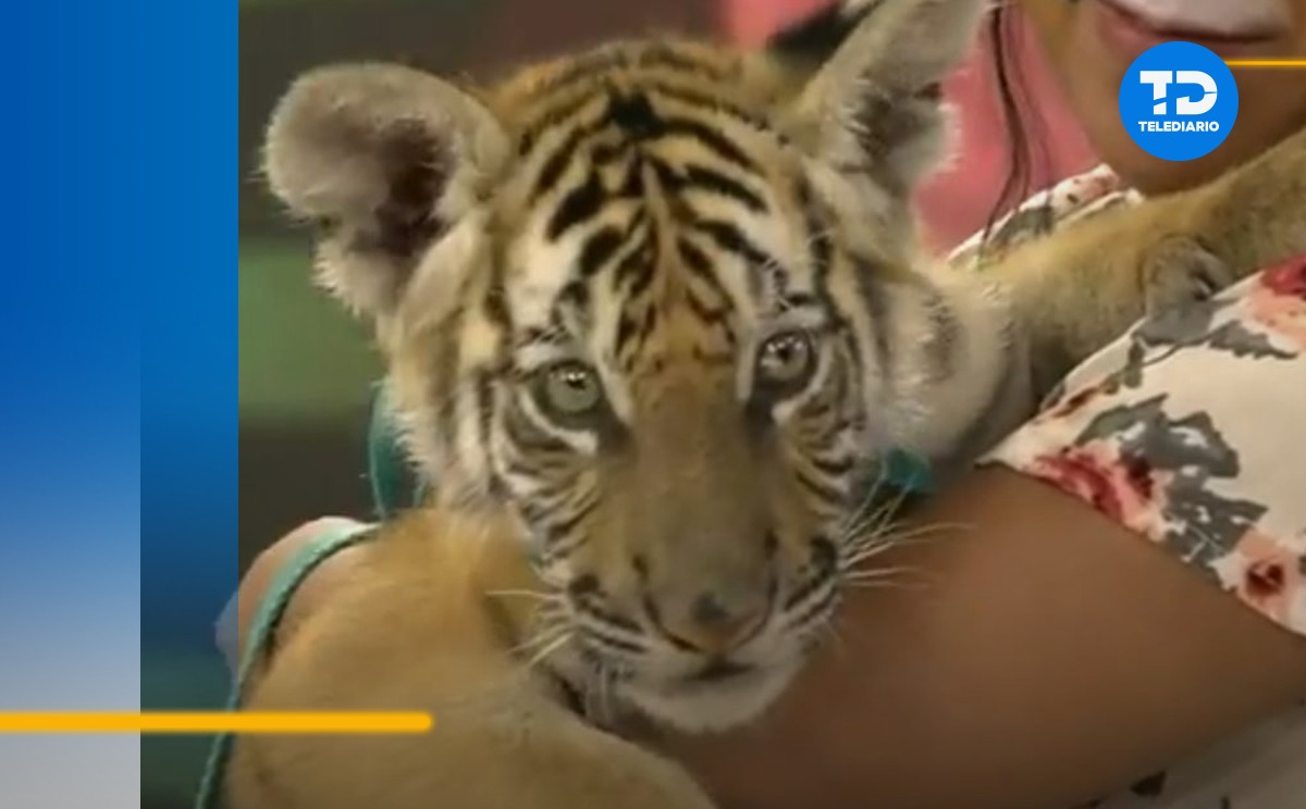 Tigre bebé en Telediario