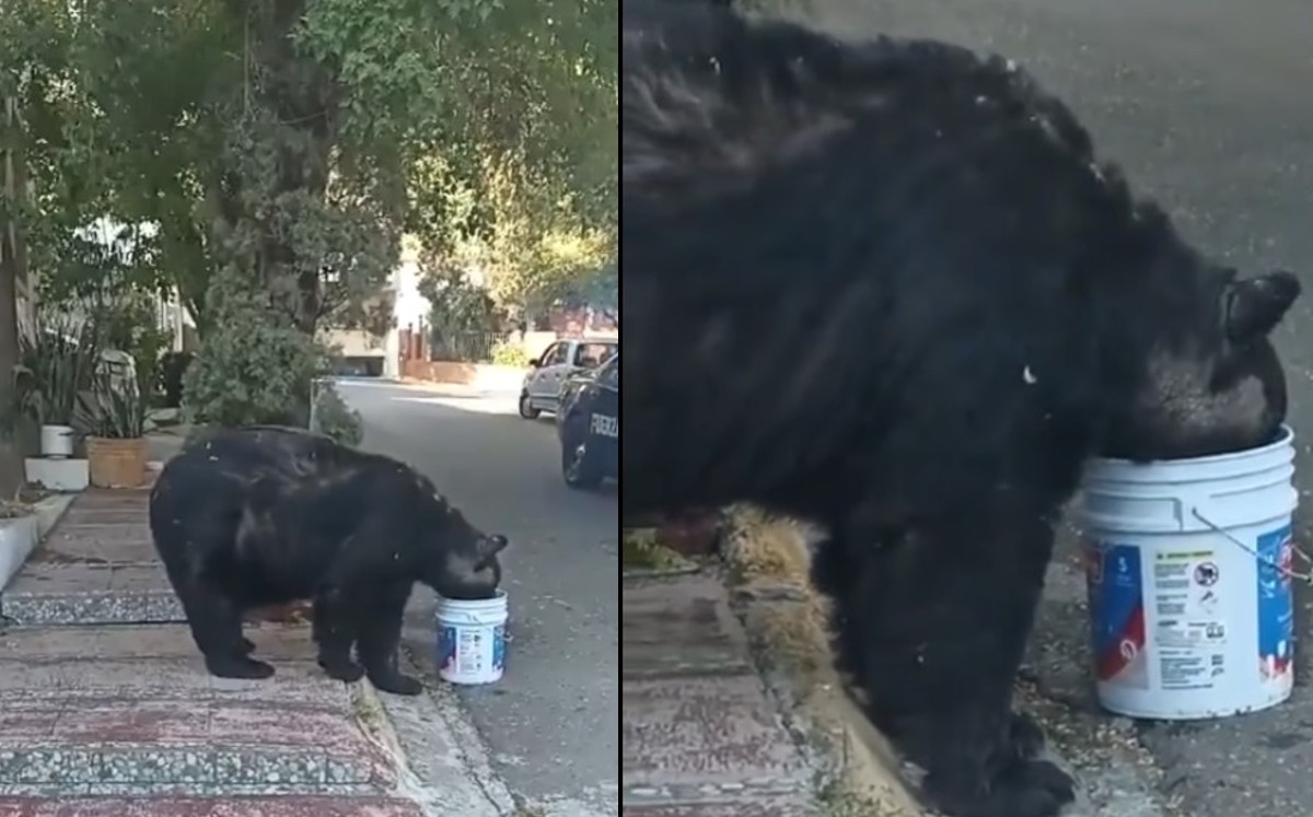 Oso en Monterrey / Cortesía de Facebook