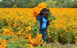 Campos de flor de cempasúchil