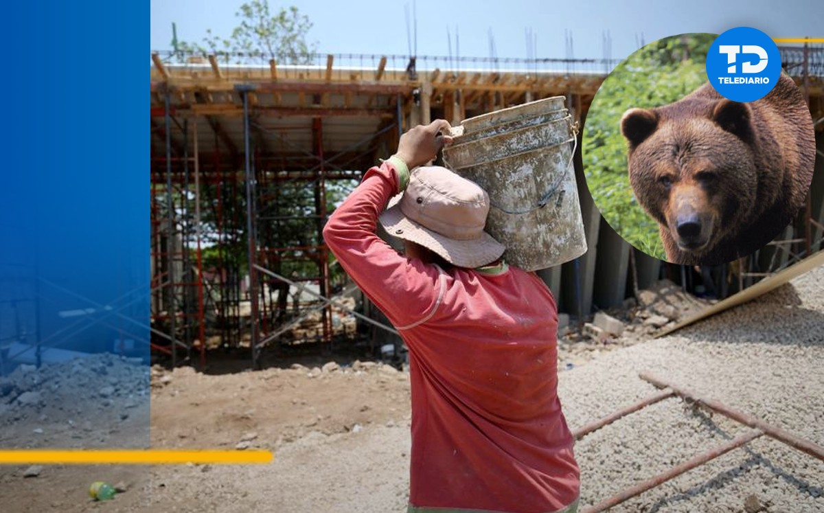 Oso en construcción de Monterrey | Especial