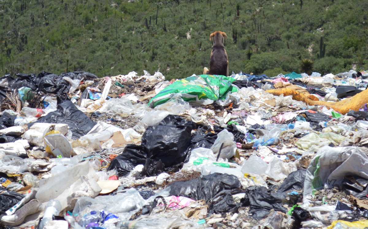 Estarán bajo revisión tiraderos de varios puntos de la entidad / Foto: Agencia Enfoque