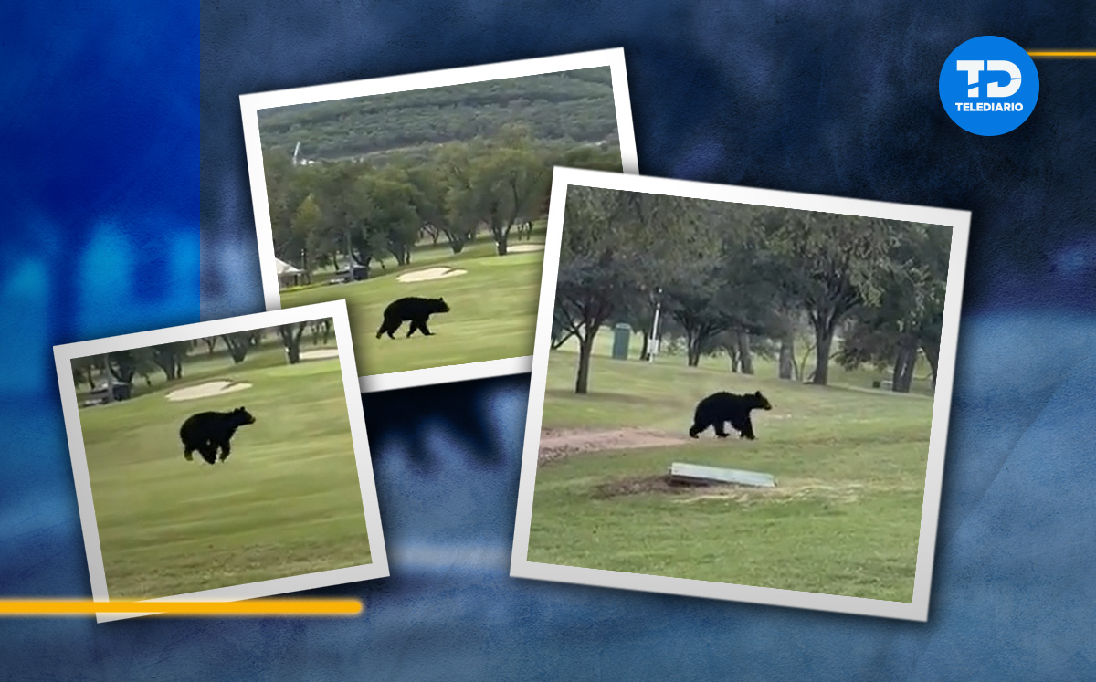Captan a oso en club campestre al sur de Monterrey | VIDEO