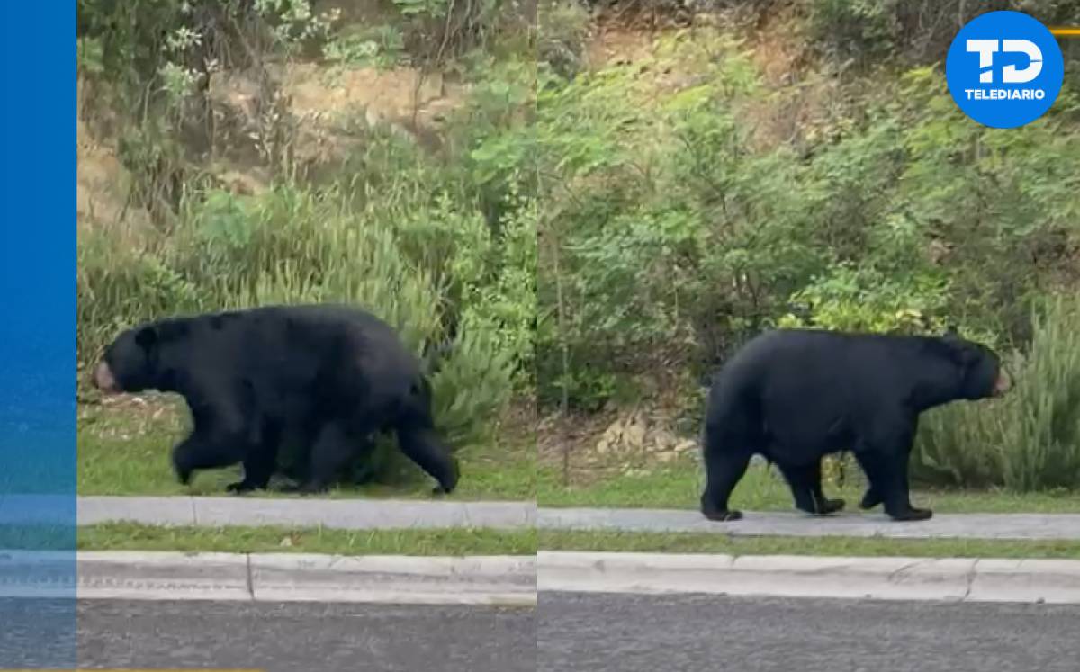 Oso en San Pedro Garza / Cortesía
