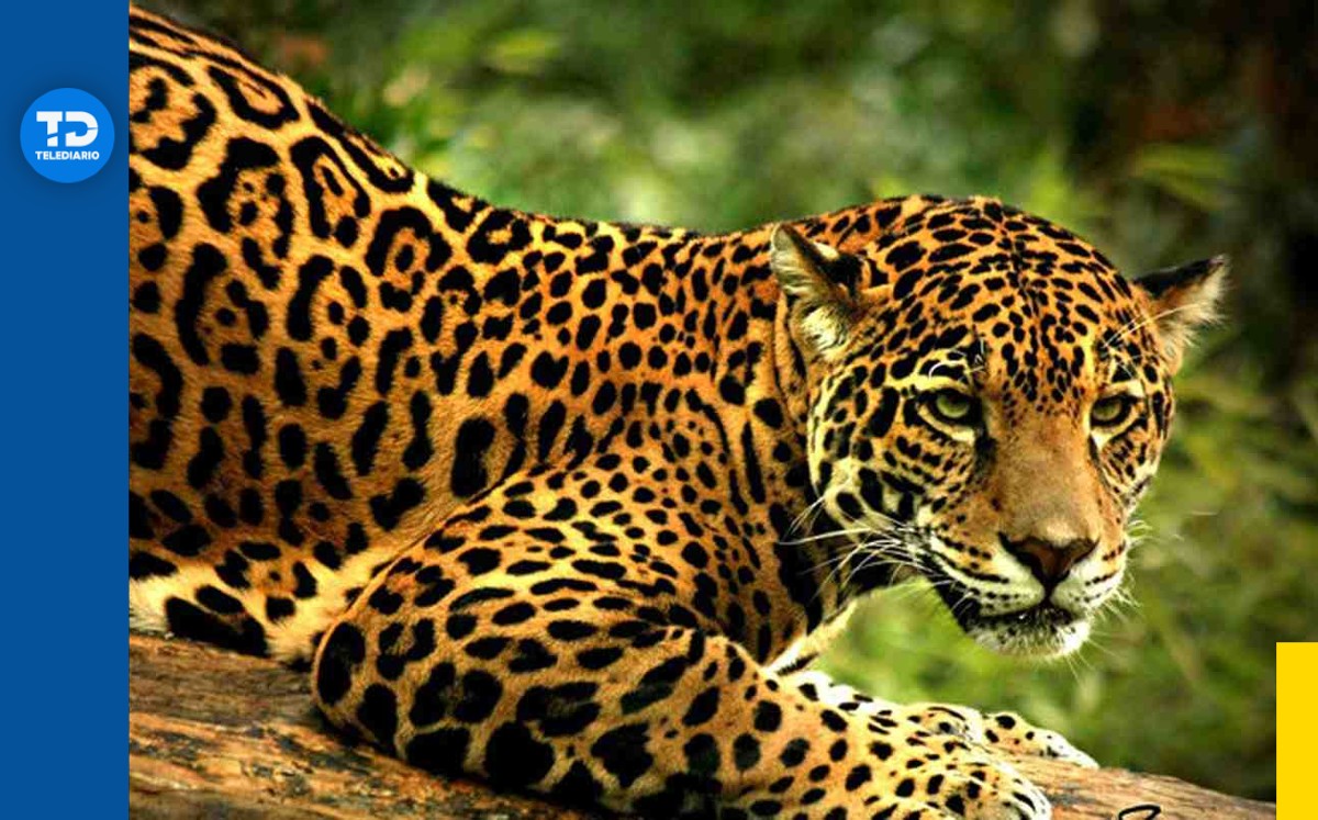 La caza del jaguar es una acción castigada en México.