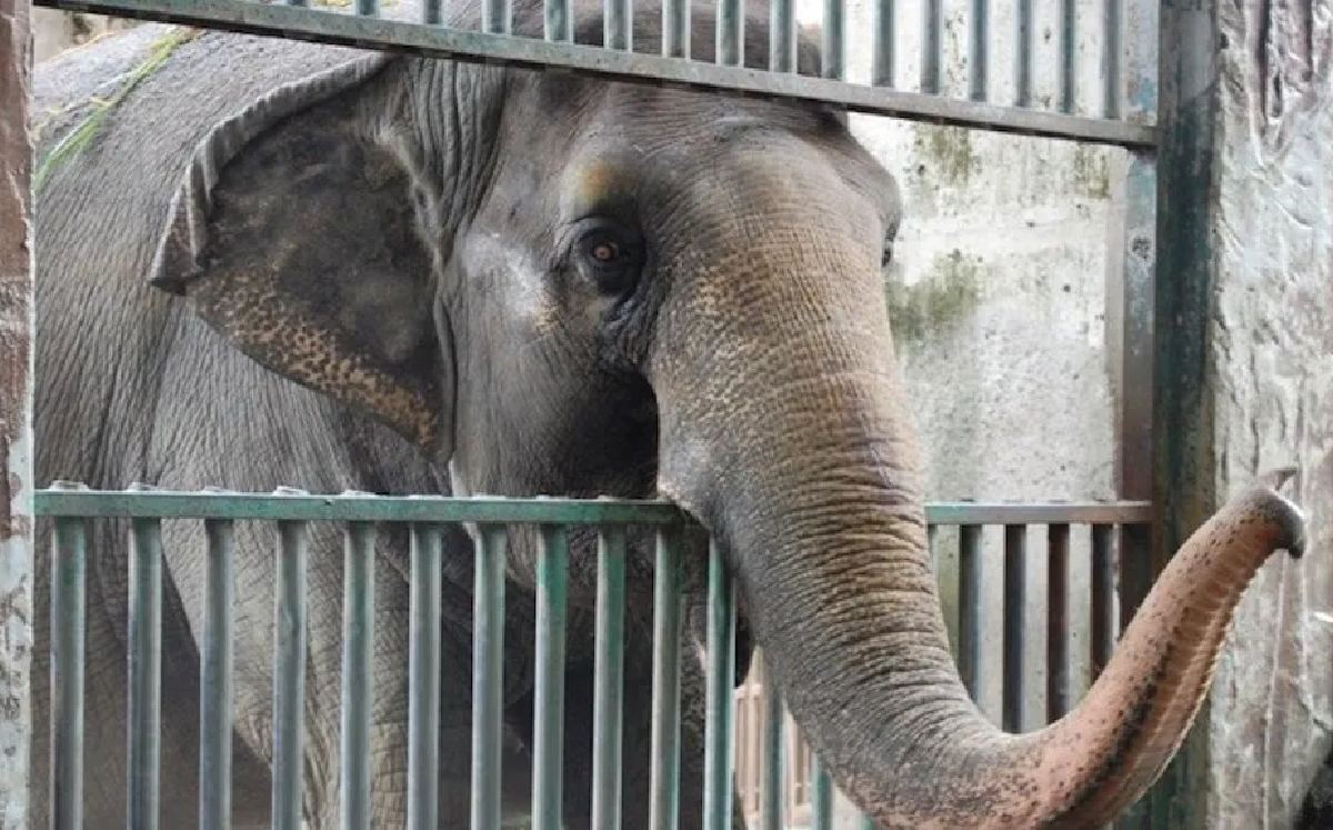 Mali, la elefante más triste del mundo / Especial