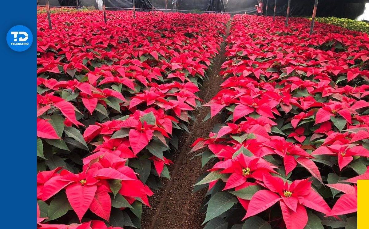 Flores de Noche Buena / Especial