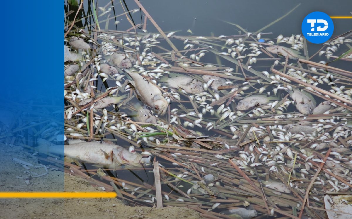 Peces muertos por fuga de aguas negras | Fabricio Gallegos