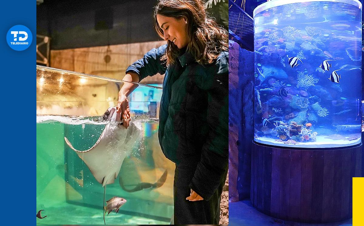 Anuncian llegada de enorme acuario en Monterrey | Especial