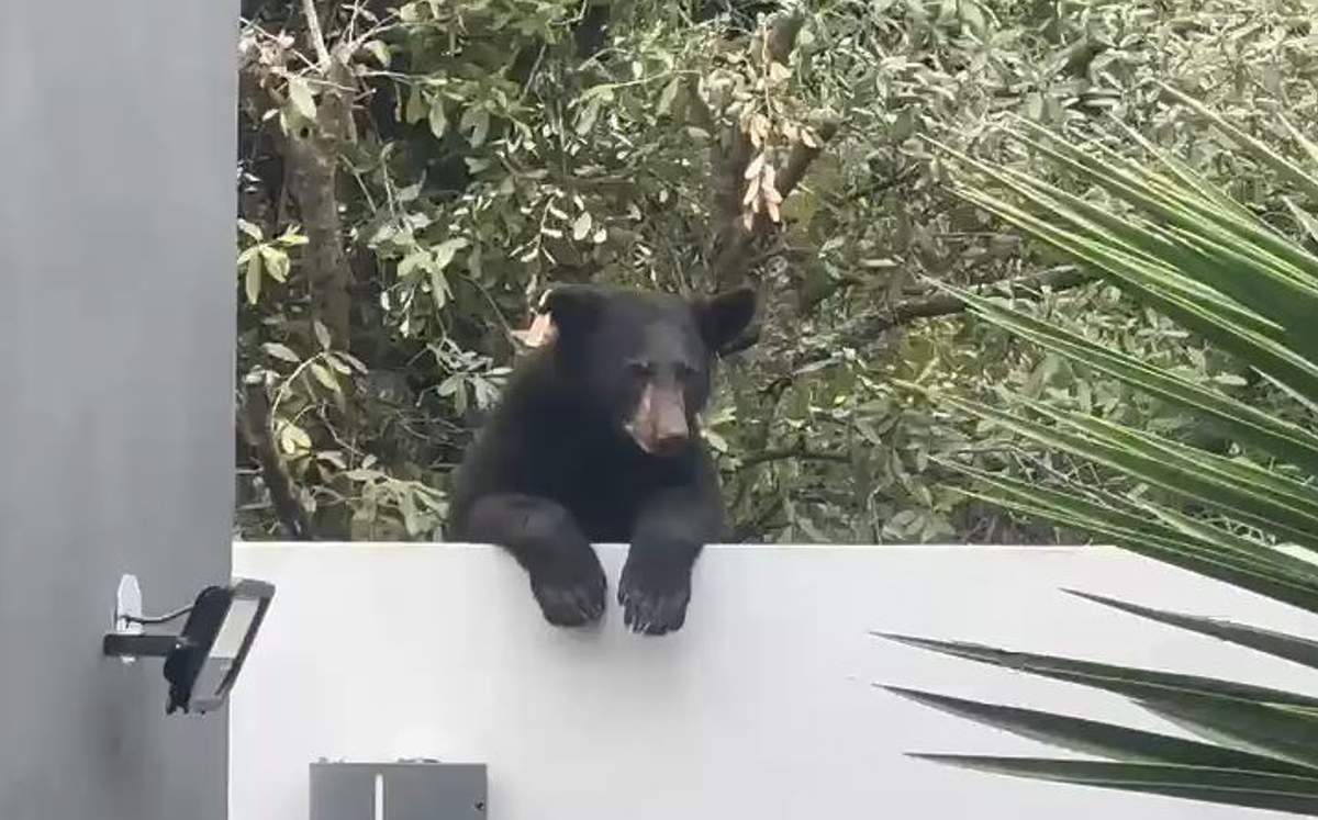 Un oso fue captado trepando por la barda de un domicilio. | Cortesía