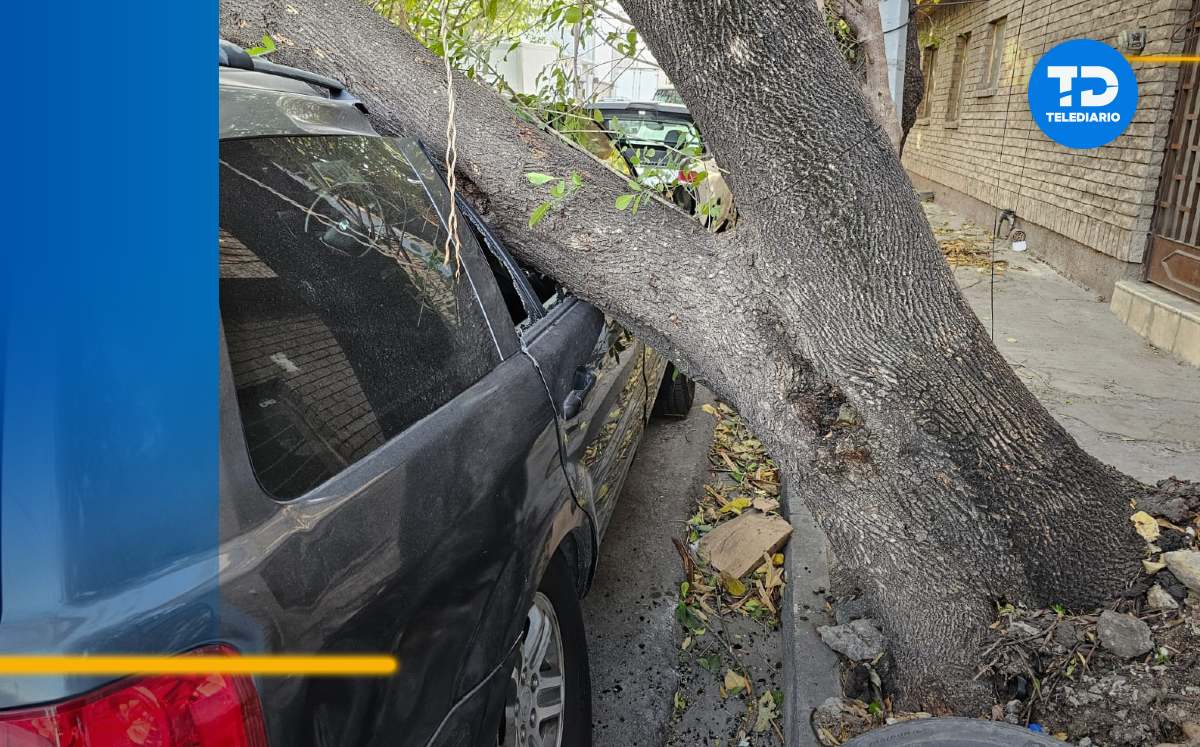 Cae árbol en Monterrey | Fabricio Gallegos