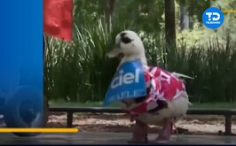 La patita que se hizo viral en redes sociales habría sido envenenada.