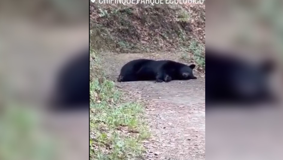 Oso durmiendo en Chipinque / Especial