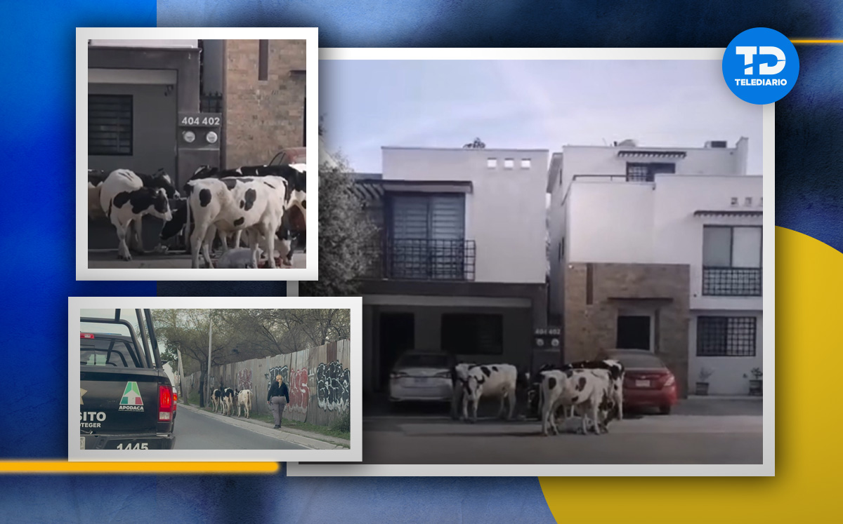 Vacas ingresaron a la colonia Altabrisa en Apodaca. | Especial