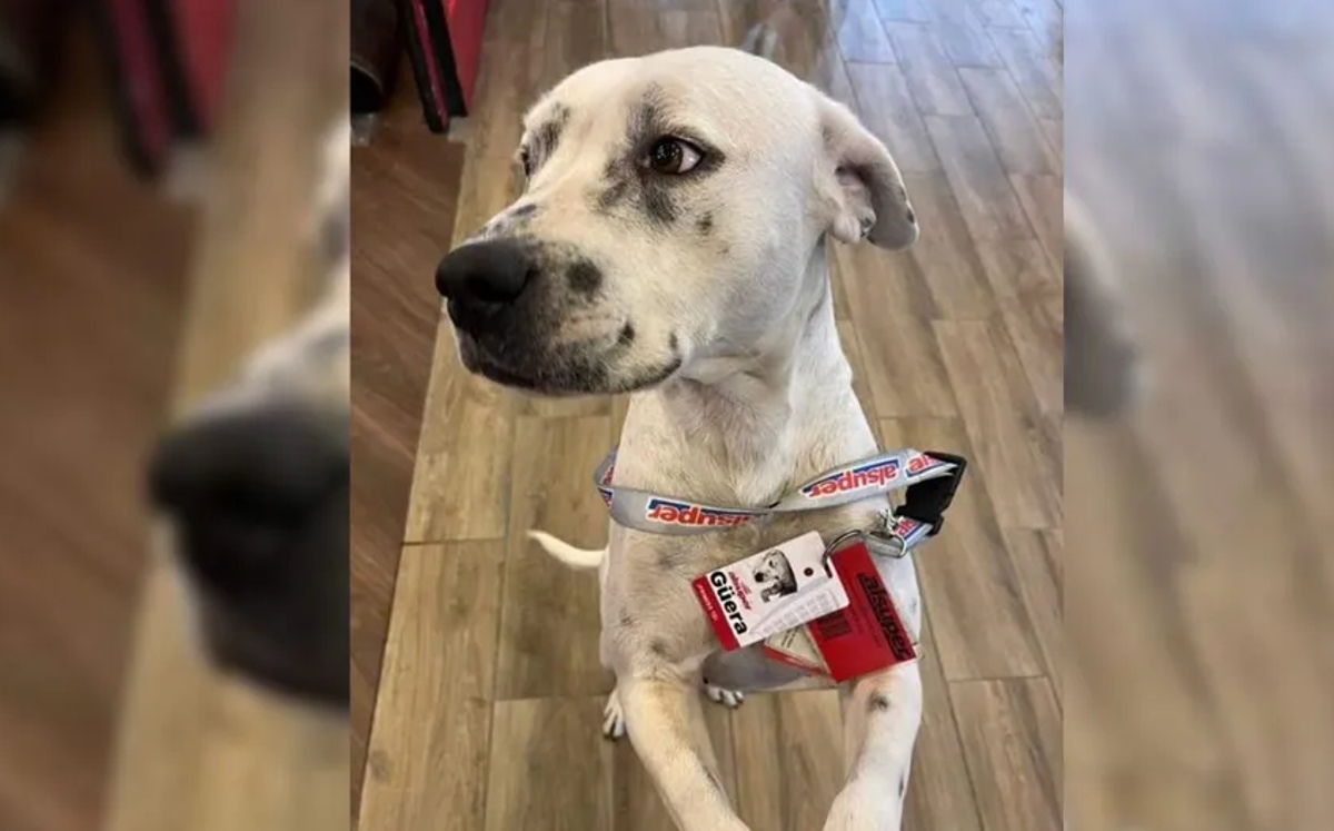 La 'Güera' fue adoptada por personal de AlSuper | Captura de pantalla