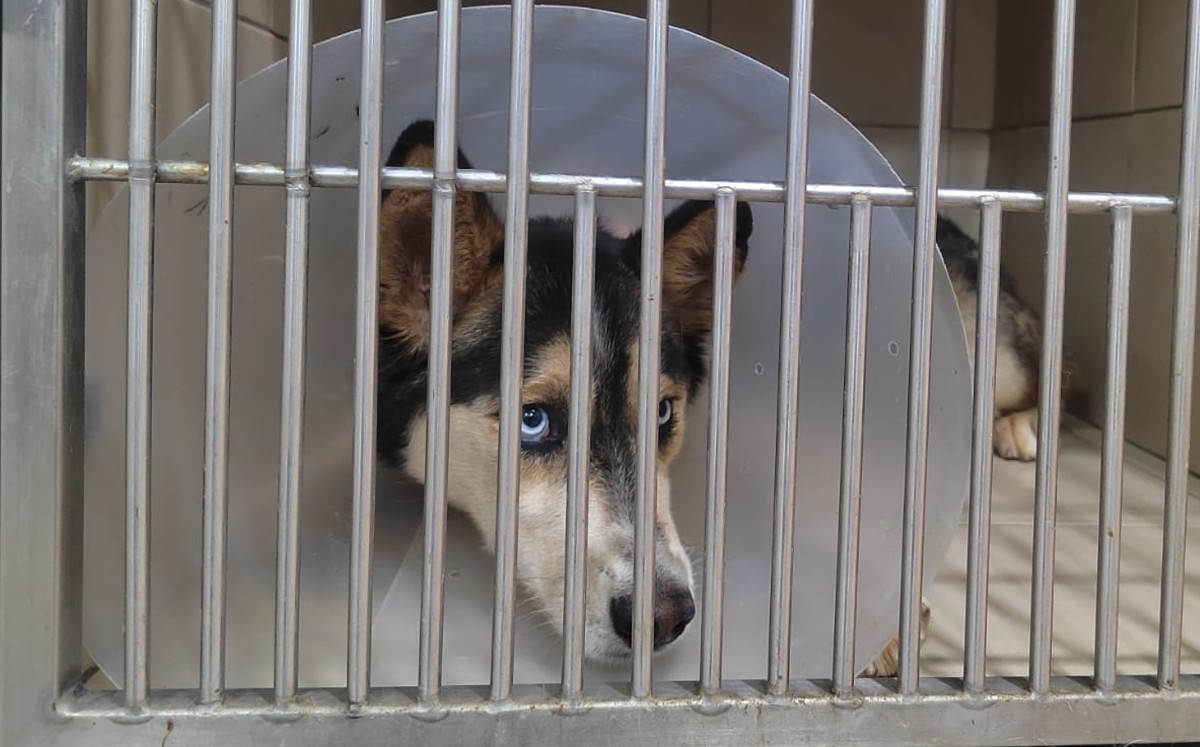 Federica, la perrita husky que fue maltratada en Tepatitlán, Jalisco / Dalia Rojas
