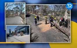 Fuertes vientos causan caída de árboles en municipios de Puebla