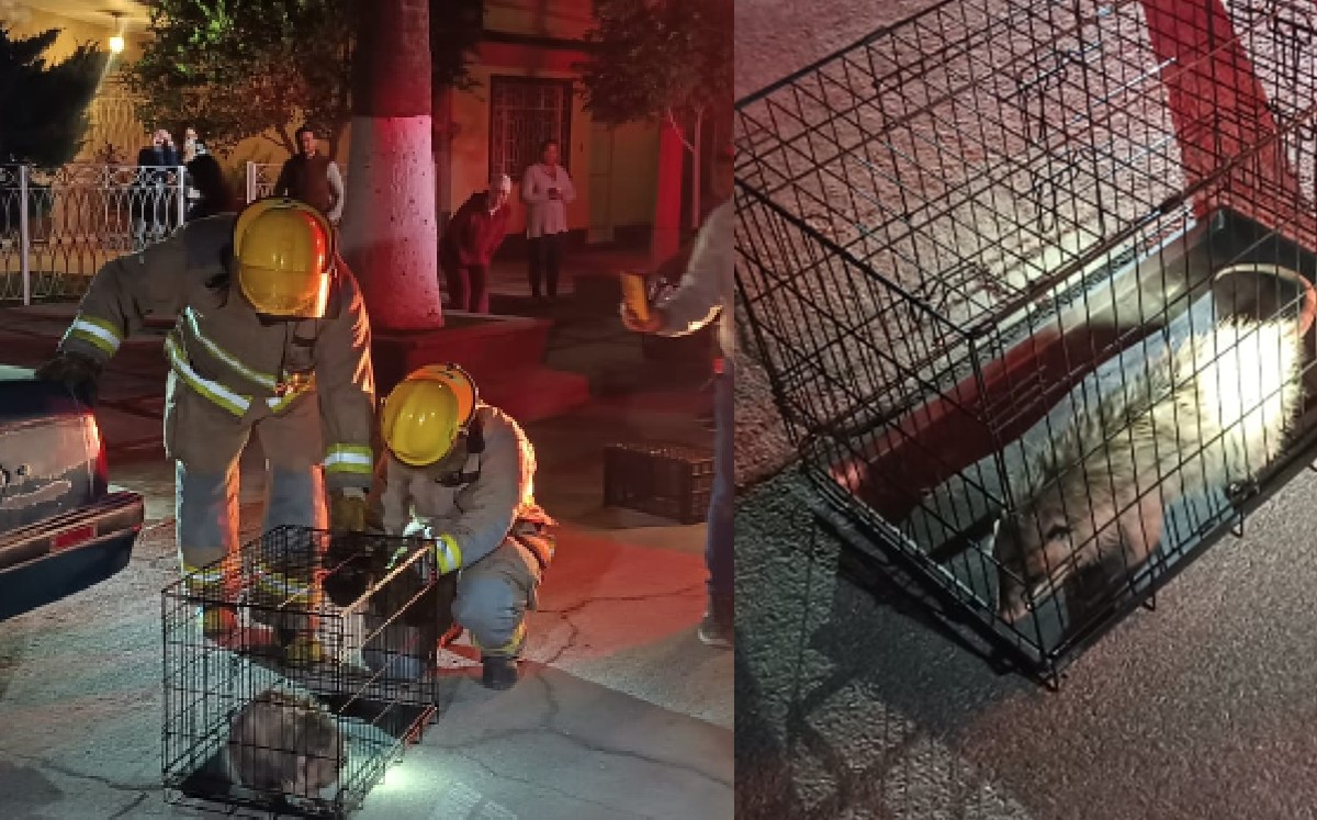 Tlacuache causa alarma en el centro de Torreón