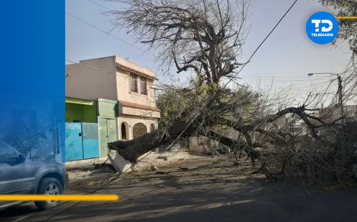 Árbol caído por vientos | Archivo