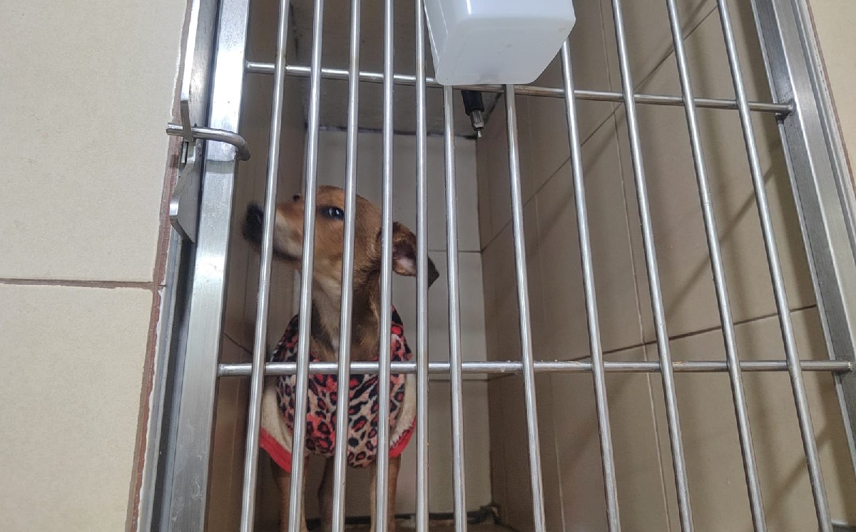 Perrita Angelita/ Especial