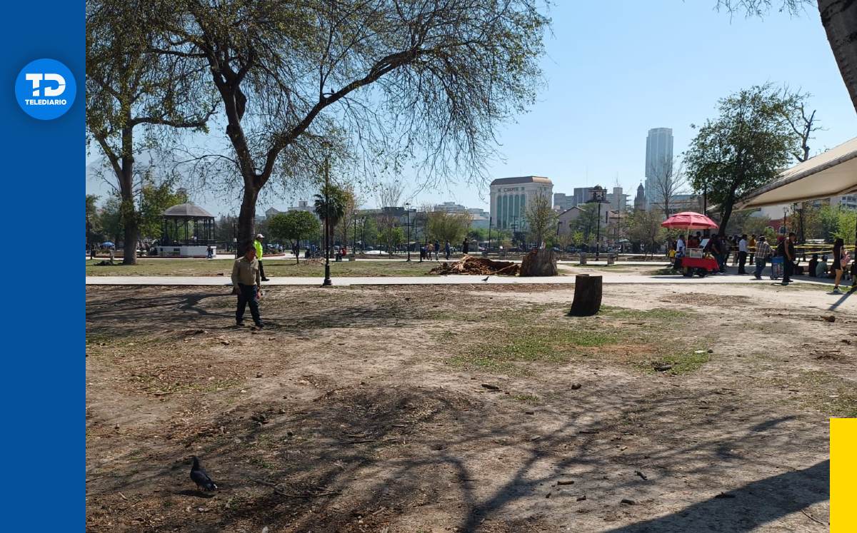 Árboles talados en la Alameda de Monterrey | Édgar Plata