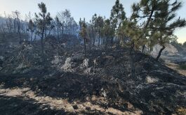 Área quemada en el Bosque la Primavera