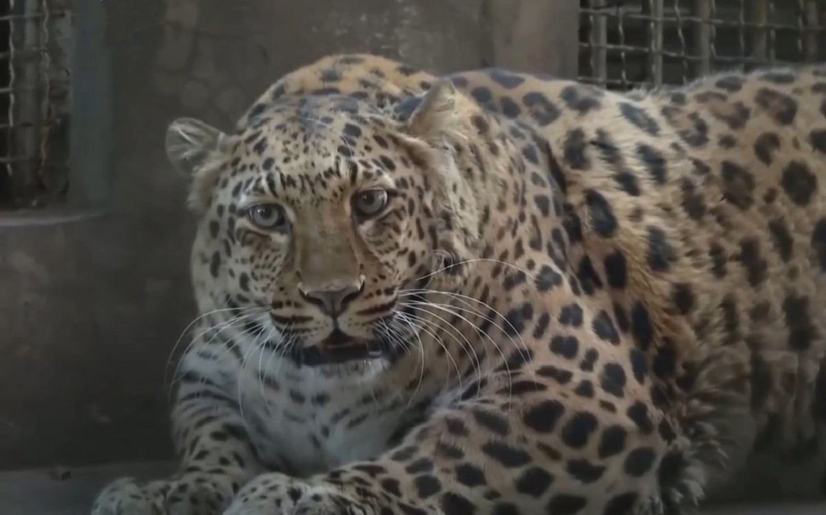 Leopardo con sobrepeso de un zoológico de China / Especial