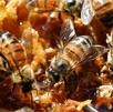 La Comarca Lagunera ha sido testigo de un aumento alarmante en la presencia de abejas en zonas urbanas, según lo explicado por José Reyes, un apicultor local.