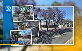 Árboles de jacarandas en Puebla en riesgo de poda por construcción de nueva plaza comercial / Diseño: Margarita Salmoran