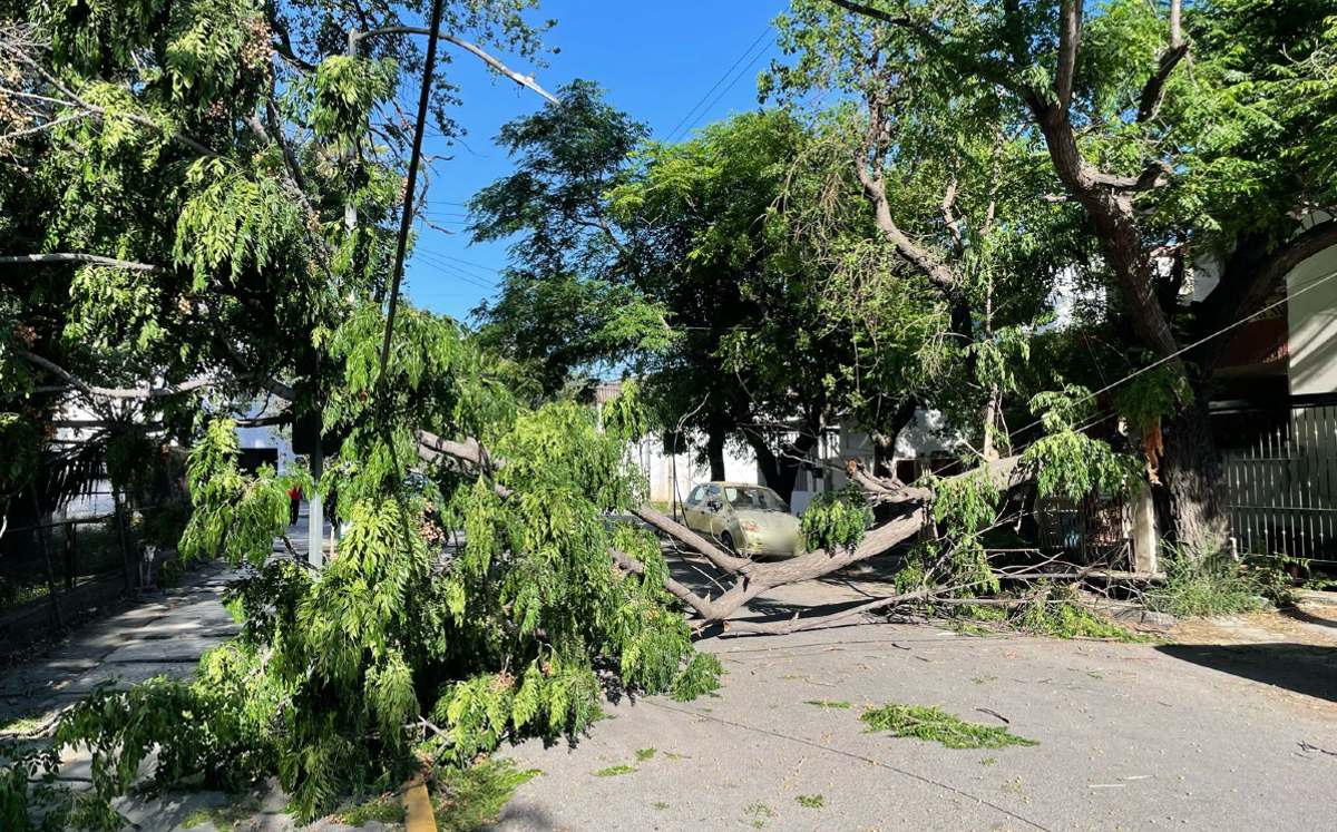 Las rachas de viento provocaron la caída del árbol. | Víctor González