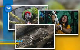 una serpiente, un loro y una mujer cargando una serpiente