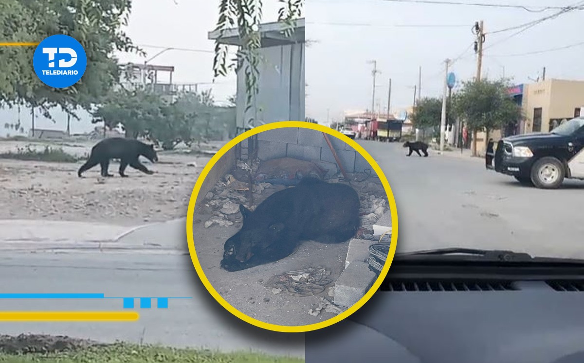Captan a oso paseando por calles de El Carmen. | Especial