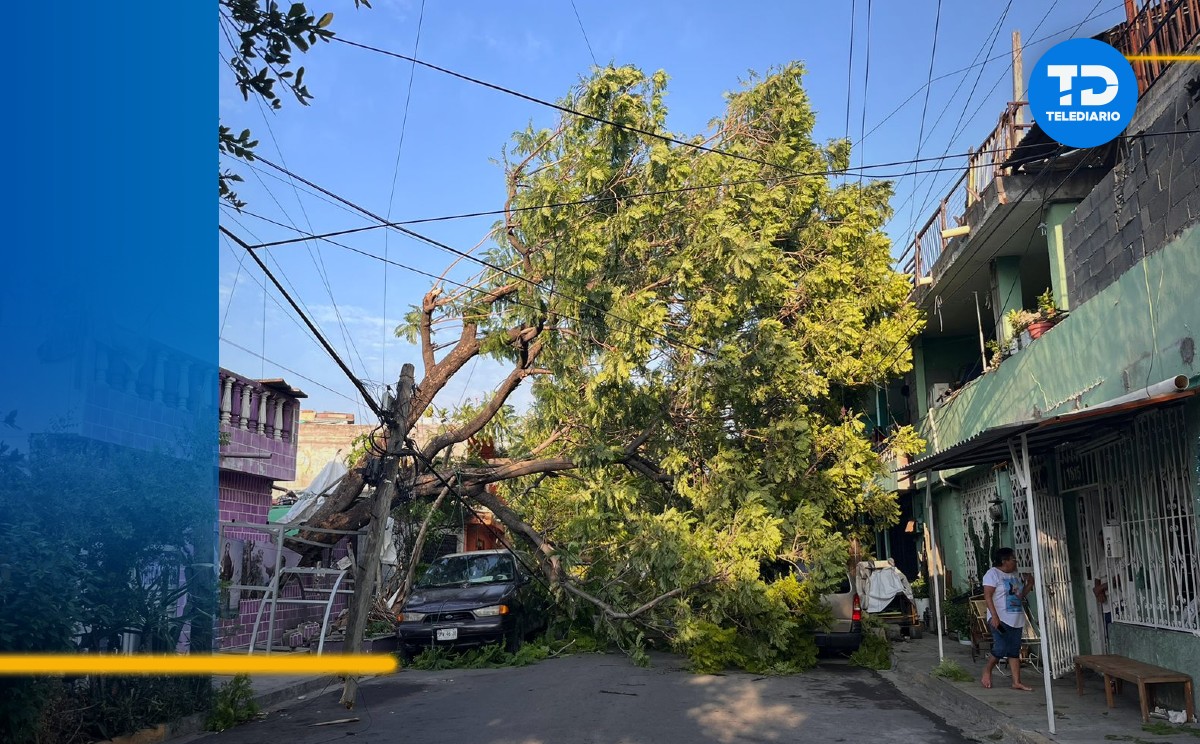 Árbol caído en Monterrey