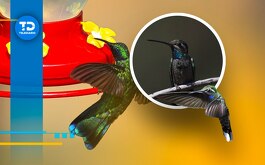 varios colibríes volando