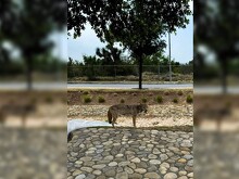 Presunto coyote en colonia Cumbres San Agustín