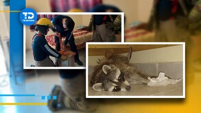 En el ejido San Miguel de Torreón, Coahuila, una familia enfrentó una emergencia inusual cuando un mapache se infiltró en su hogar y se refugió debajo de una ca