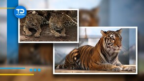 Ambientalista denuncia presunto tráfico de felinos en Zoológico Sahuatoba de Durango