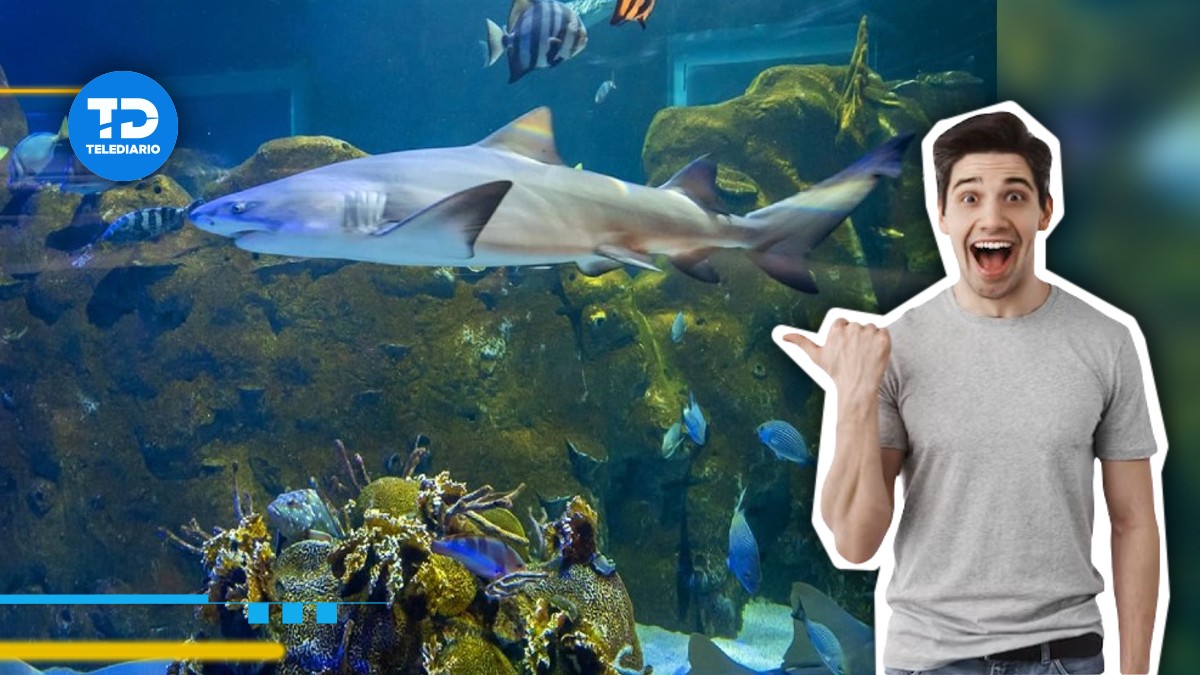 Sealand, lujoso Acuario de Monterrey | Especial