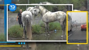 Se trataba de dos caballos los cuales dejaron a los automovilistas atónitos y tras reportes a las autoridades, éstos fueron asegurados.
