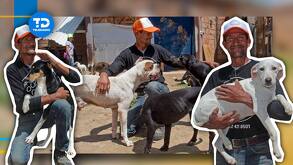 un hombre convive con varios perros