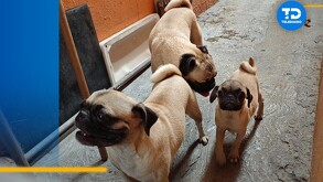 Perritos Pug