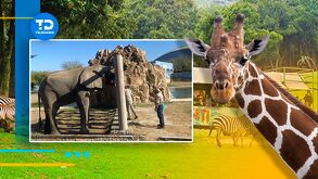 Nuevo León está lleno de zoológicos donde puedes vivir una experiencia al estilo de la sabana