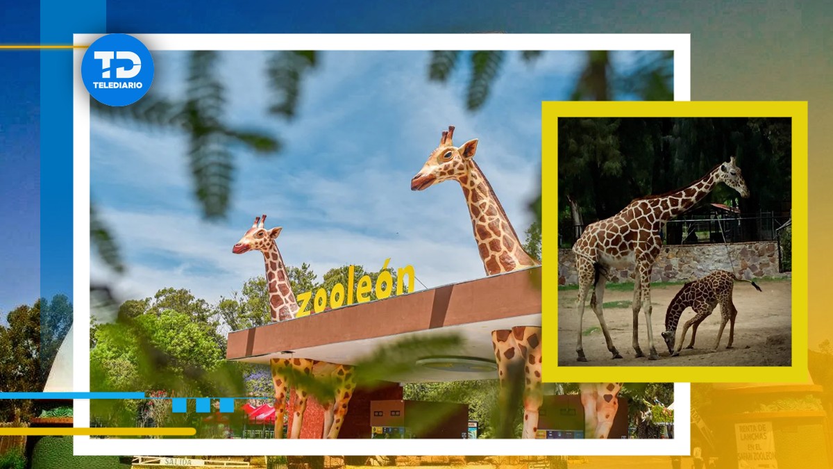 El Zoológico de León proyecta recibir más de 150,000 visitantes | ESPECIAL